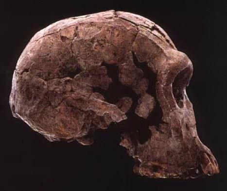 HOMO HABILIS Il genere Homo vede il suo primo rappresentante in H. habilis, anche se non mancano contestazioni che associano questa specie al genere Australopithecus.