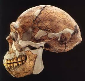 ergaster, ma comunque ci sono molte somiglianze nei crani (arcate sovraorbitarie pronunciate e cassa prolungata del cervello) che evidenziano una potenza masticatoria.