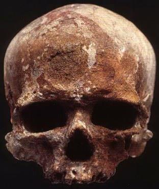 HOMO SAPIENS Homo sapiens sembra comparire intorno ai 200.000 anni fa, molto probabilmente in Kenya o Tanzania. La faccia è ristretta rispetto al cervello, che va nell'adulto da 1040 cc a 1595 cc.