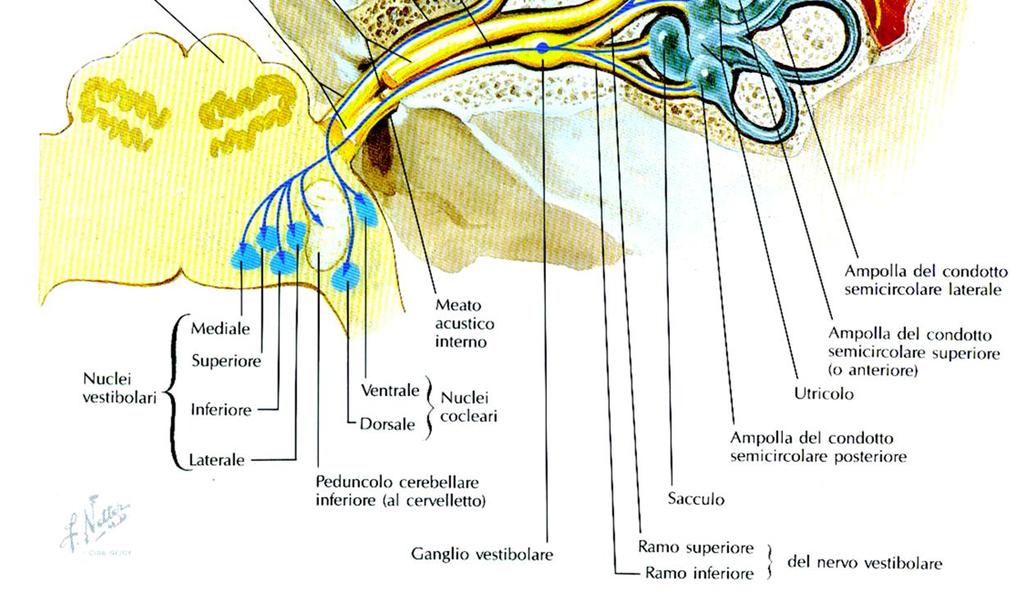 Scarpa (nervo vestibolare) - raccolgono informazioni dalle cellule ciliate dell