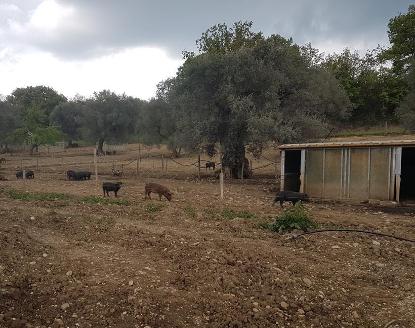 Ci siamo fatti carico di riprodurre e custodirne la specie, riconsegnandola al