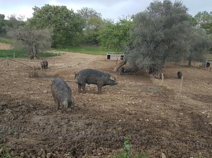 For this reason, the company "CASA RAGO" has resumed outdoor breeding which, in the face of more complex and burdensome livestock management, guarantees the