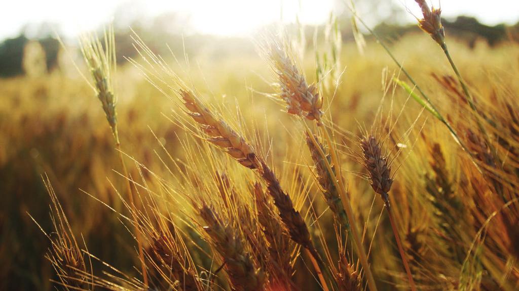 FARINA DI GRANI ANTICHI La farina Casa del Sole macinata a pietra viene realizzata esclusivamente con grani antichi coltivati nelle Province di Parma e Reggio Emilia; rispettivamente il Grano dei