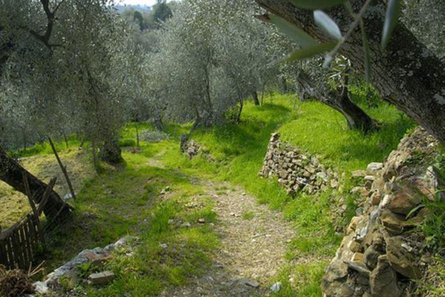 in fase di partenza chiederò che cosa preferiscono vedere e fare e costruiremo il percorso sulla richiesta del cliente durata 1 giornata o mezza giornata Tragitto 2 visita al frantoio e azienda