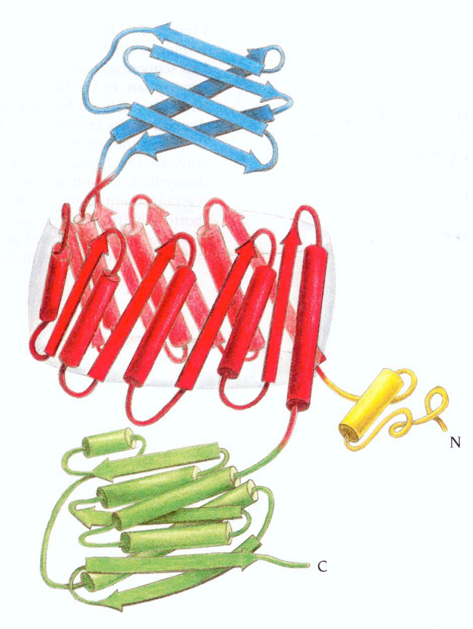 La struttura terziaria L arrangiamento spaziale degli aminoacidi di una singola catena polipeptidica a formare la sua struttura tridimensionale a domini viene chiamata struttura terziaria.