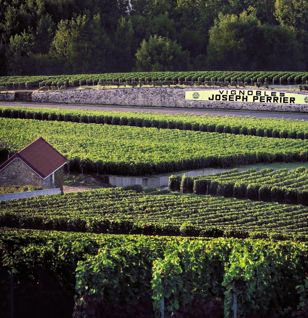 A Verneuil, Joseph Perrier può contare su ben 12 ettari di un superbo Pinot Meunier piantato a mezza costa dei rilievi collinari.