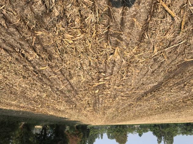 1 2 3 4 Foto riprese durante la liquamazione del campo sperimentale di Landriano (PV) prima