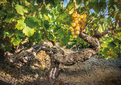 L alberello pantesco in quanto pratica agricola altamente sostenibile e creativa è stato inserito dall Unesco