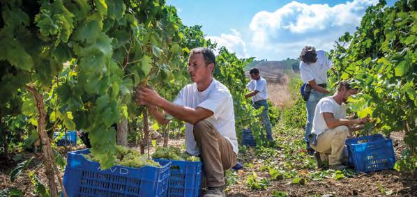 uve sane e ricche di aromi. Vendemmia: da Agosto a Settembre.