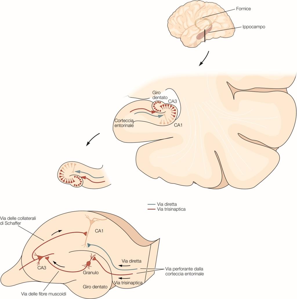 Meccanismi cellulari della memoria dichiarativa (esplicita) Nei vertebrati superiori, un componente critico del sistema temporale mediale deputato al consolidamento e alla conservazione delle tracce