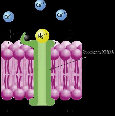 LTP e recettori NMDA Molecola di glutammato Il canale del