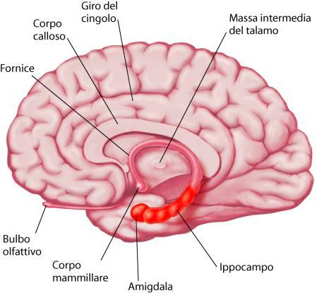 Correlati neuroanatomici Dove viene immagazzinata l informazione, dove è l engramma o traccia mnemonica?