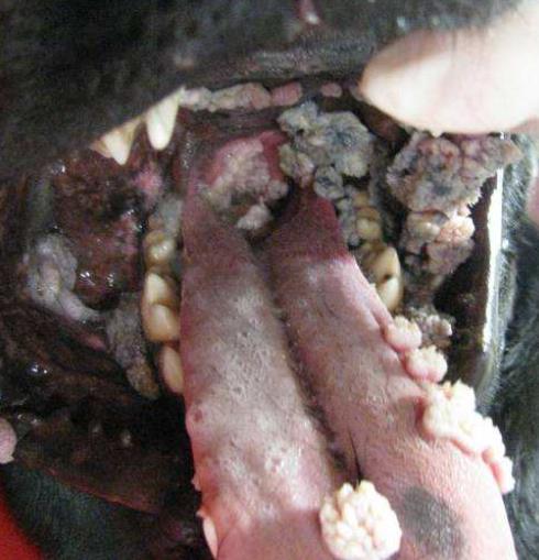 Indicazioni: Papillomatosi La papillomatosi é una malattia virale che colpisce di solito i cani giovani e gli animali