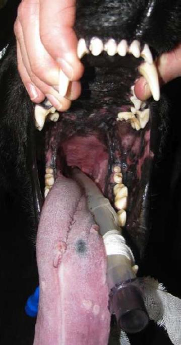 Esso causa la formazione di noduli benigni (papillomi) a forma di cavolfiore nella cavità orale e sulla pelle.