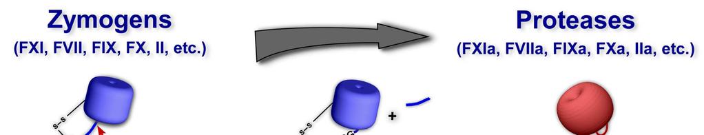 Zymogen Activation as an