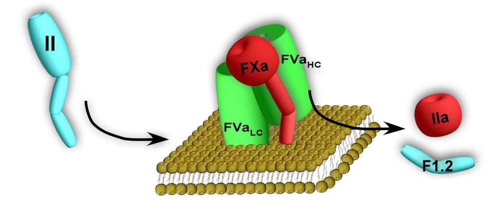 New Anticoagulants Under Development FVIIa/TF FIX rtfpi NAPc2 FVIIai TF Ab s FIXai FIX Ab s FIXa