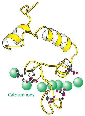 Legame Ca 2+ -dipendente alla superficie fosfolipidica Il dominio Gla media il legame Ca 2+ -dipendente delle serin-proteasi della coagulazione alle membrane