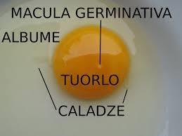 E il costituente dell uovo più ricco in nutrienti.