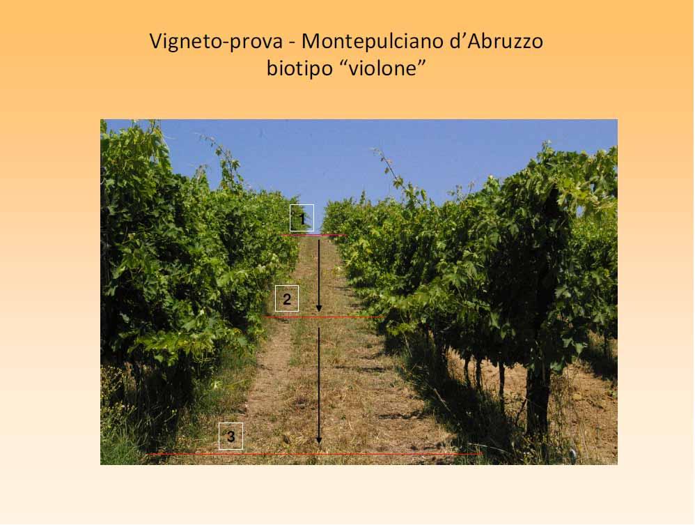 UTILIZZAZIONE DI COMPOST ON FARM, PAG. 4 Fig. 5 MATERIALI E METODI Produzione ed utilizzazione on farm di compost aziendale. Il compostaggio con i residui della vinificazione (vinacce, raspi ecc.