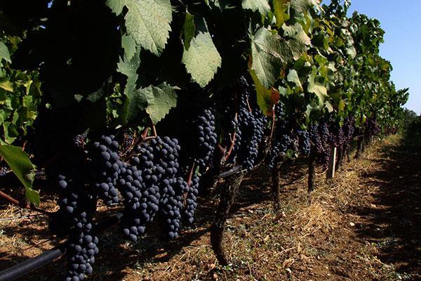 Un pasto in compagnia di poche persone con un bicchiere di buon vino ben presentato e ben servito è un piacere per la mente e per il cuore.