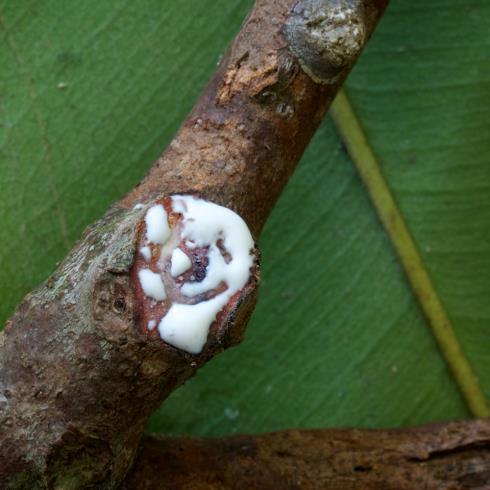 acidi organici, terpeni,