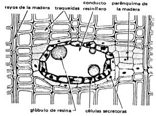 GHIANDOLARI - Il