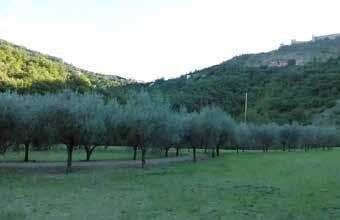 7 - L oliveto Vicino al guado e al sentiero che torna dalla Radura del Terzo Paradiso puoi vedere l oliveto.