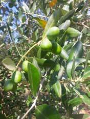 In queste zone ci sono tantissime piante di ulivo. Sull ulivo crescono le olive. In autunno gli uomini raccolgono le olive con le mani.