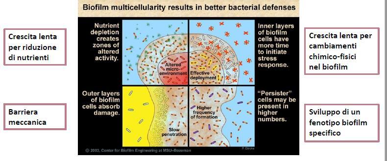 4 distinti meccanismi che facilitano la resistenza: riduzione del metabolismo delle cellule inglobate nel biofilm --> riduzione di sensibilità agli