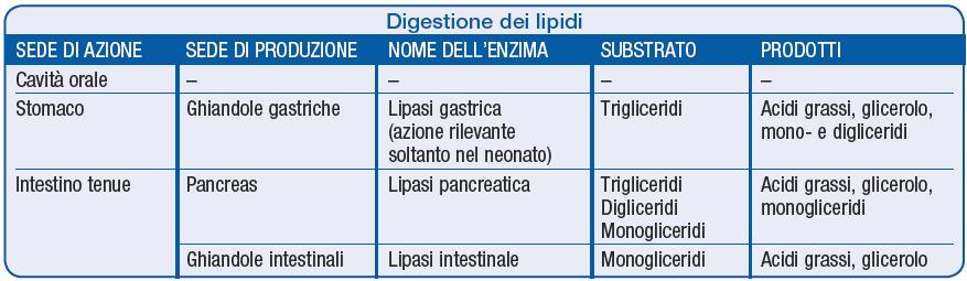 Digestione e assorbimento dei lipidi L assorbimento dei prodotti della digestione dei lipidi segue due vie: - AG