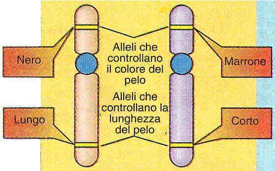 ALLELI Geni che occupano loci (locus) corrispondenti in cromosomi omologhi Determinano lo stesso carattere Gli alleli di un gene possono risultare uguali o diversi; se sono diversi, essi