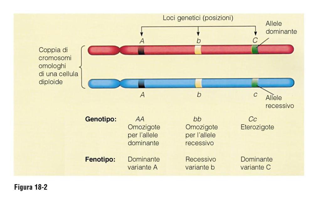 Se i due alleli di uno stesso gene sono uguali, l individuo è detto OMOZIGOTE Se A o a sono i geni, allora il suo genotipo si indica con AA o aa A = dominante; a = recessivo AA =