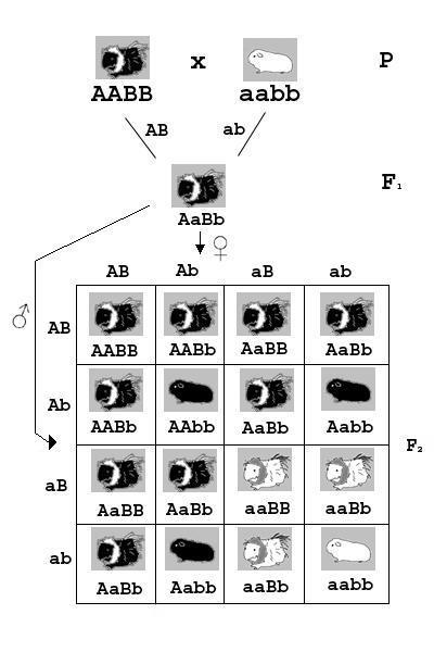 LEGGE DELL ASSORTIMENTO INDIPENDENTE Nell incrocio tra individui che differiscono per due caratteri controllati ciascuno da coppie alleliche localizzate su cromosomi diversi, le due coppie di alleli