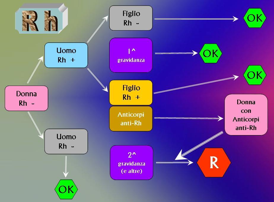 SISTEMA Rh ANTIGENE Rh o ANTIGENE D o FATTORE Rh: SOGGETTI Rh + ASSENZA DELL