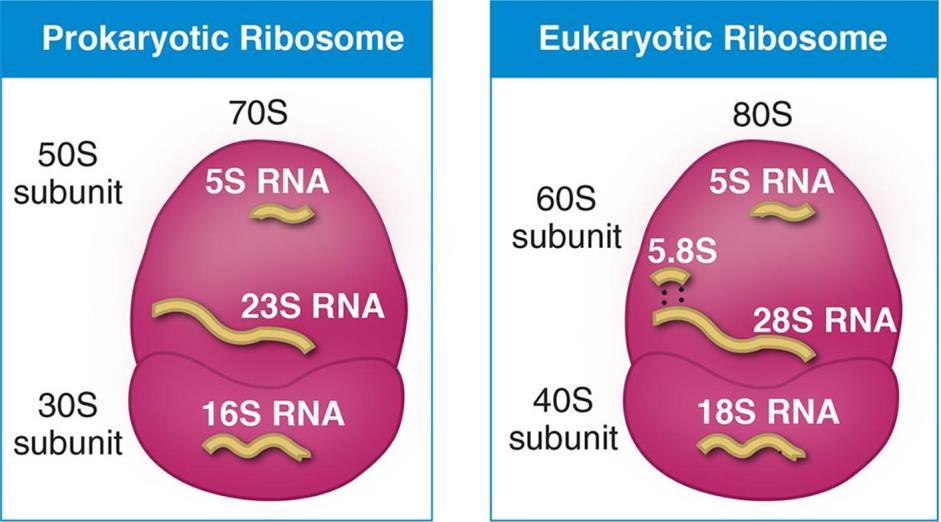 RIBOSOMI Sede della sintesi proteica, hanno struttura differente rispetto a quelli delle cellule eucariotiche.