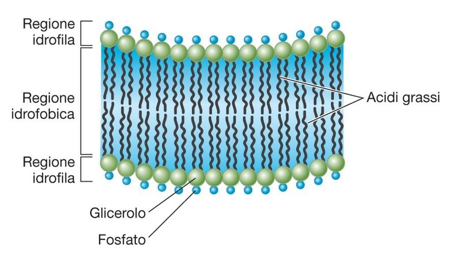 fosfolipidico: porzione idrofobica orientata verso l interno porzione idrofilica orientata verso l