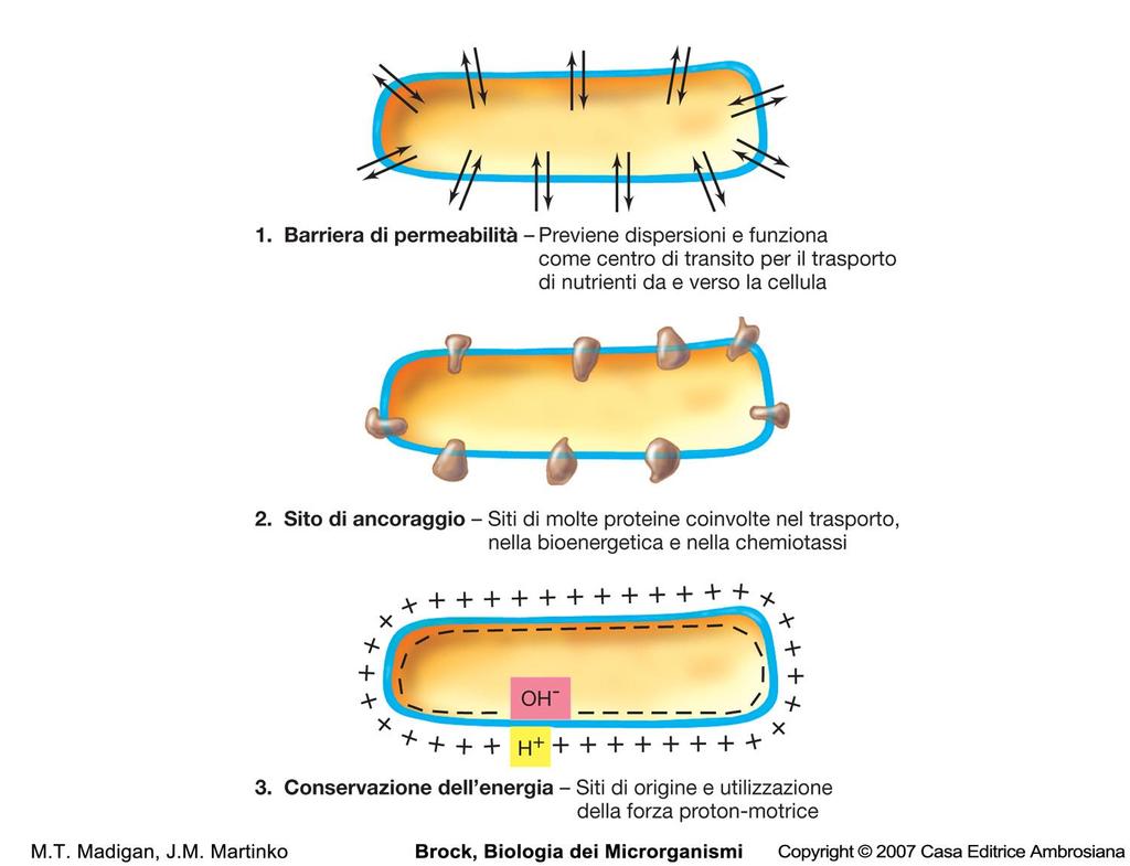 MEMBRANA PLASMATICA La membrana citoplasmatica è sede di processi biologici indispensabili alla sopravvivenza cellulare.
