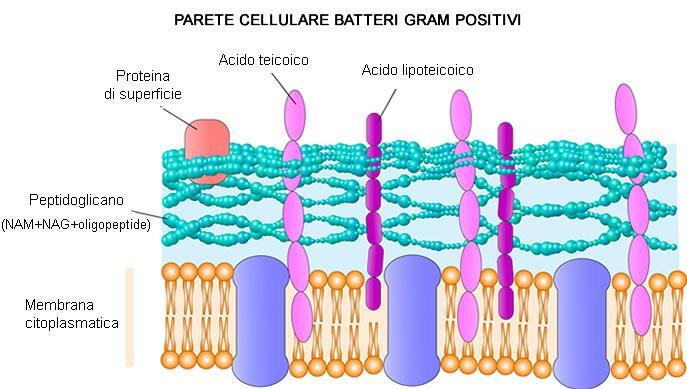 con la colorazione di Gram): batteri Gram-positivi: