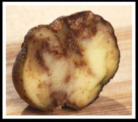 Un esempio dell'importanza dell'agrobiodiversità ( ) la sfortunata apparizione di una patologia delle patate causata da un fungo, la peronospora, che raggiunse il paese nell'autunno