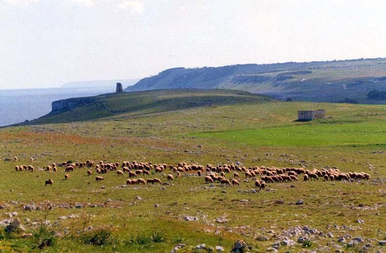 Nel procedere verso casa, decise di passare dal pollaio, per vedere di recuperare per il pranzo anche un buon uovo fresco di giornata da mandar giù al bisogno Nel pollaio incontrò la moglie intenta a