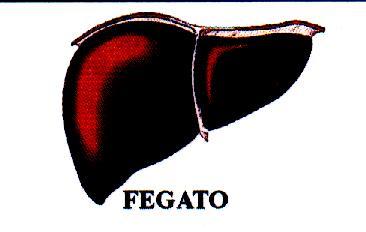 Effetti Metabolici dell attività fisica Azione