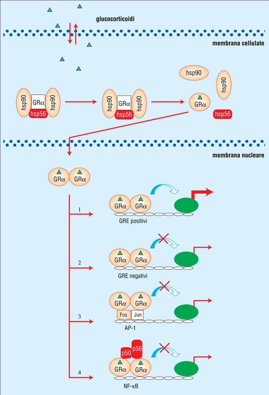 MECCANISMO D AZIONE GLUCOCORTICOIDI Il recettore legato e dimerizzato può attivare o inibire la trascrizione genica mediante legame a sequenze responsive positive o negative.