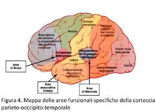 SIGNIFICATO LOCALIZZATORIO DELLE CRISI FOCALI MOTORIE VERSIVE POSTURALI ANARTRICHE SOMATOSENSITIVE VISIVE UDITIVE OLFATTIVE GUSTATIVE PSICHICHE AUTOMATISMI- OROALIMENTARI AUTOMATISMI BIZZARRI Area