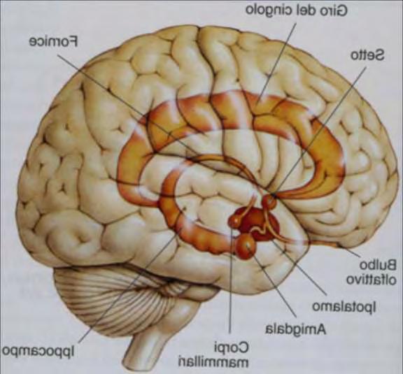 PERCHE HOT (Circuito Limbico Orbitofrontale Discontrollo emotivo, deficit della motivazione, iperattività