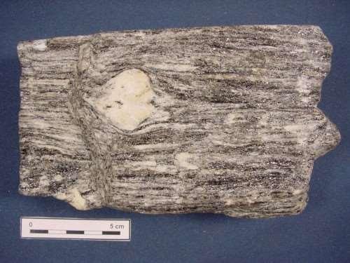 Gneiss occhiadini 43 Con biotite e muscovite. Protolite: granitoide.