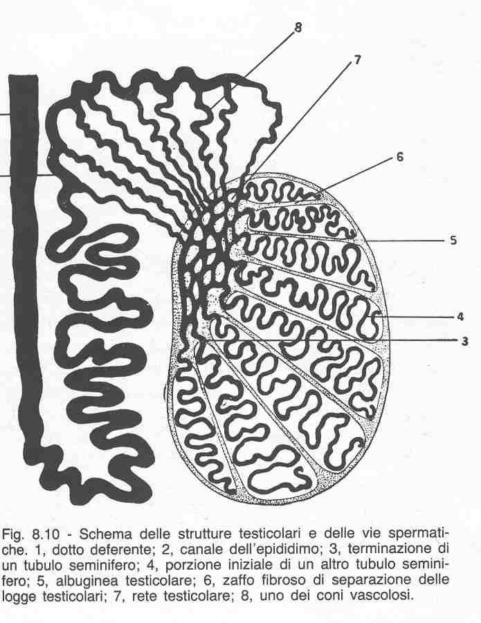 cro detto funicolo spermatico, fino a sboccare nell uretra. Il testosterone causa e promuove i caratteri sessuali secondari maschili, mentre quelli femminili sono dovuti agli ormoni dell'ovaio.