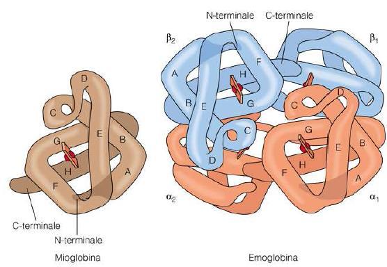EMOGLOBINA cominciano a venir prodotte dopo la nascita). L emoglobina ha una struttura quaternaria. Le 4 sub-unità son disposte intorno, creando una cavità all interno (come una ciambella).