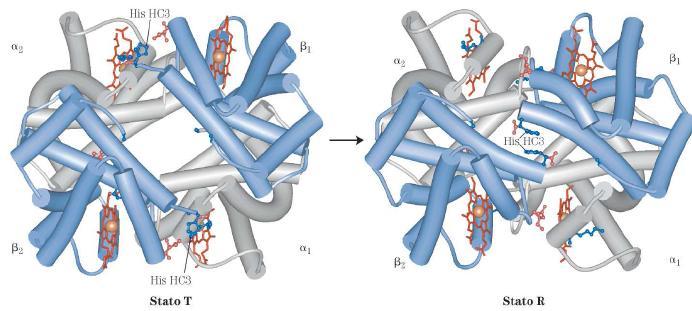 La struttura quaternaria dell emoglobina cambia a seconda che abbia legato l ossigeno o che non lo abbia legato. Cambia la posizione delle sub-unità.