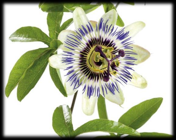 Fingerprint: Passiflora Campione di Passiflora