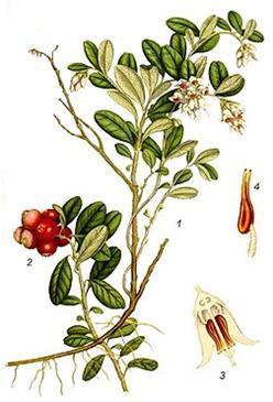 Identificazione della specie botanica Cranberry - Vaccinium macrocarpon Ait. Alcuni laboratori oggi sono in grado di identificare la droga per la produzione di succhi o estratti.